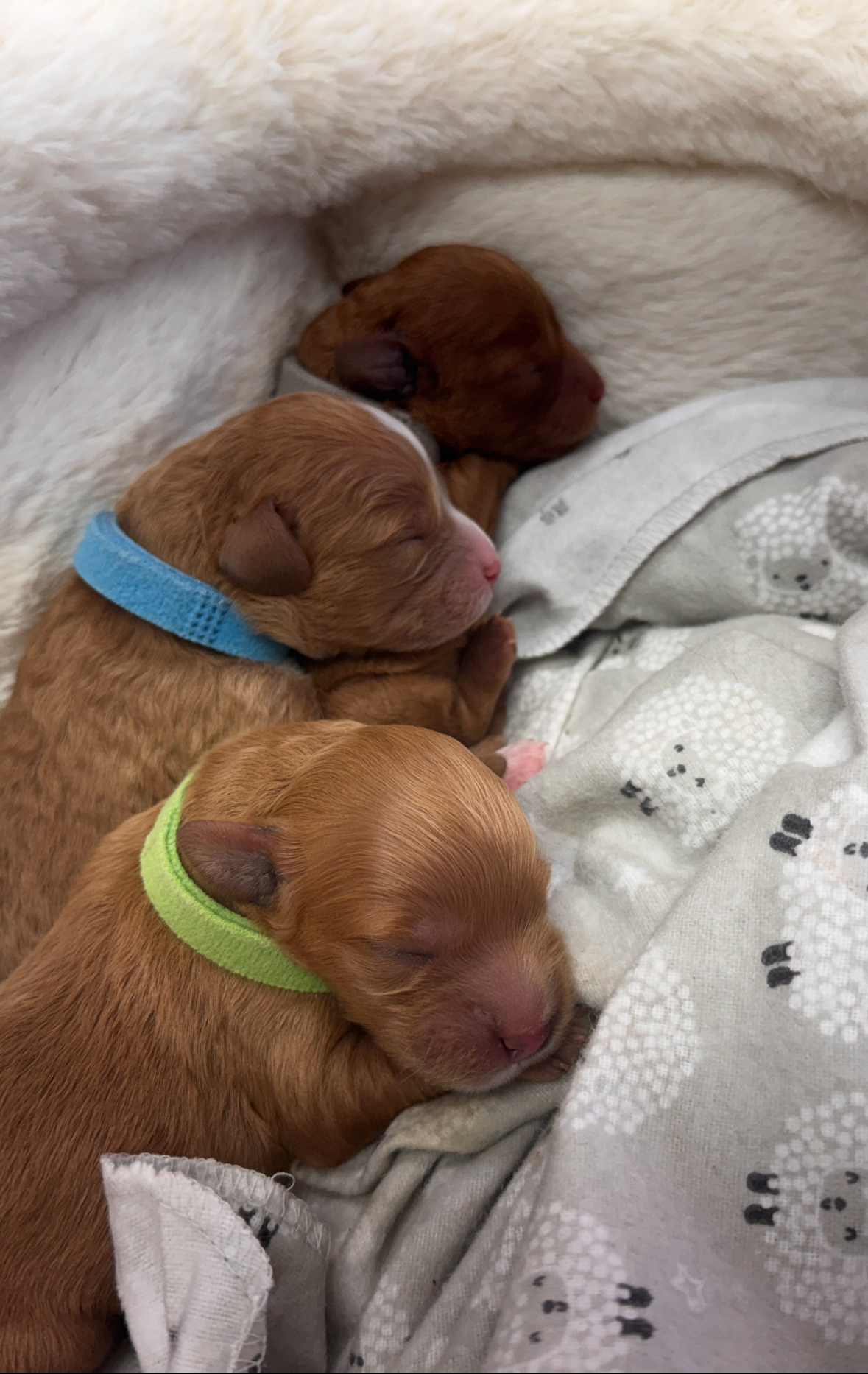 Cavapoo Litter