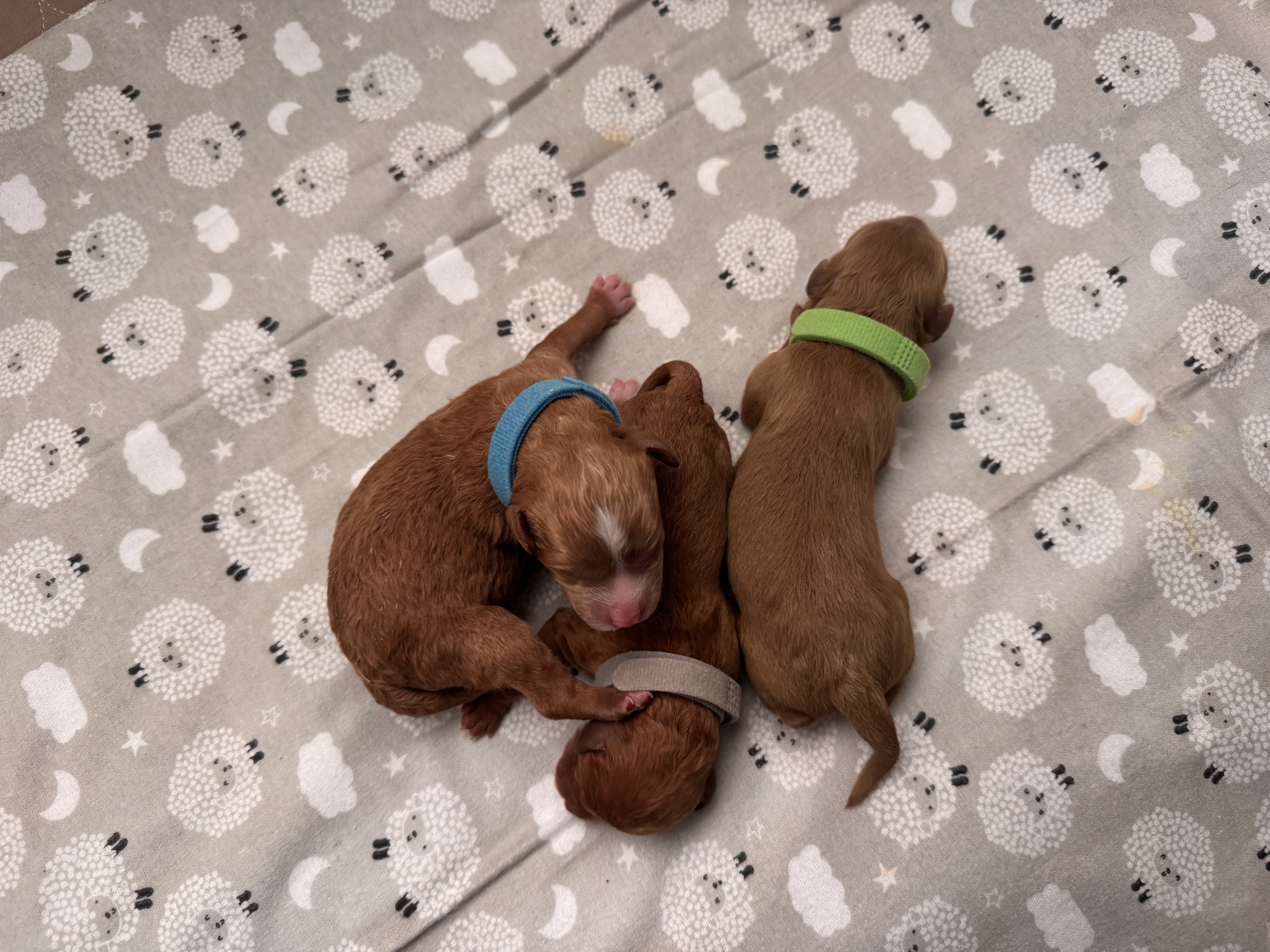 Cavapoo Litter