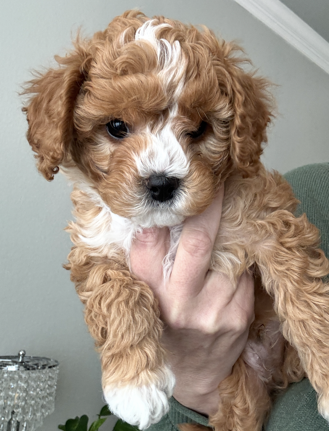 Jasper Cavapoo