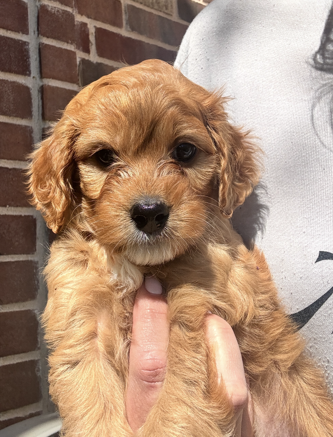 Juno Cavapoo
