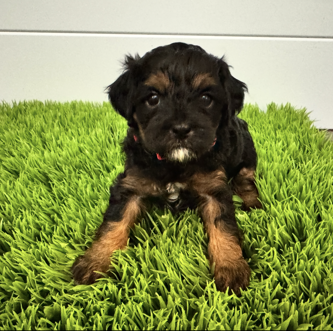 Pongo F1B Cavapoo Puppy