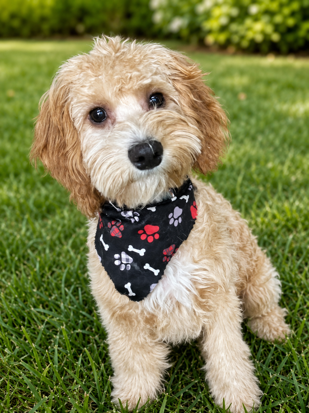 Winston Cavapoo